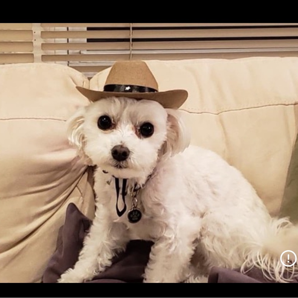 Small Dog Hat Set - Picture 5 of 5